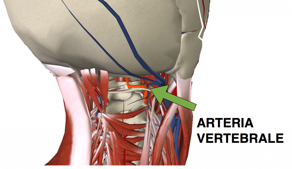 arteria vertebrale