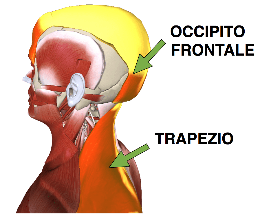 trapezio occipito frontale