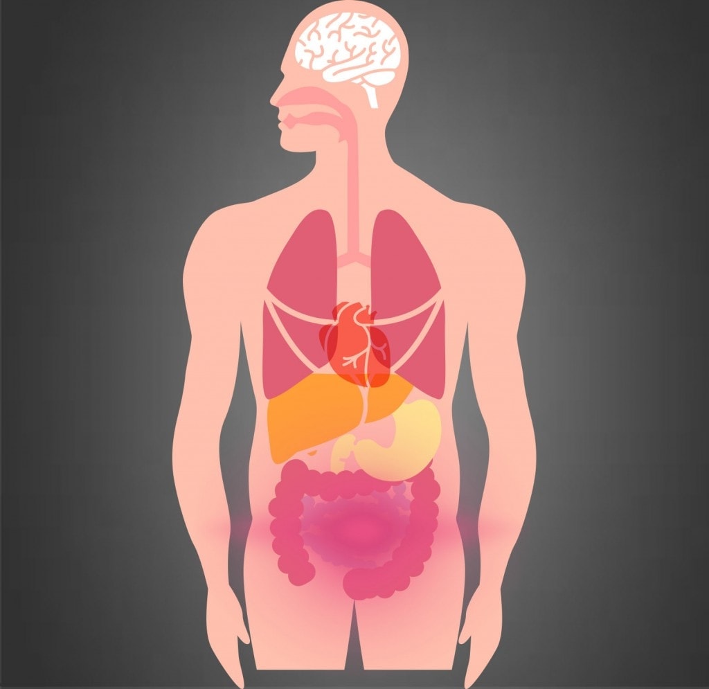 intestino