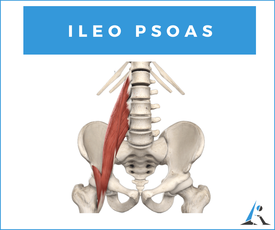 Ileo psoas