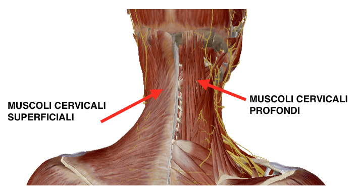 muscoli cervicali