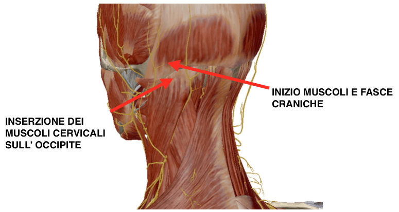 muscoli cervicali occipite