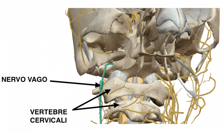 Nervo vago e vertebre cervicali