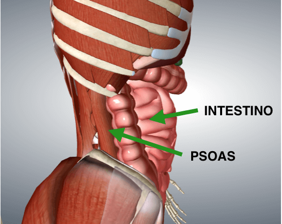 Contrattura psoas causa dolore coscia anteriore