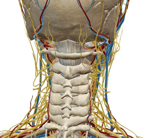 Cefalea muscolo tensiva e cervicale