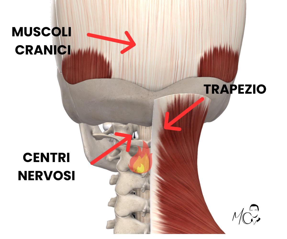 muscolo trapezio e sua vicinanza con centri nervosi