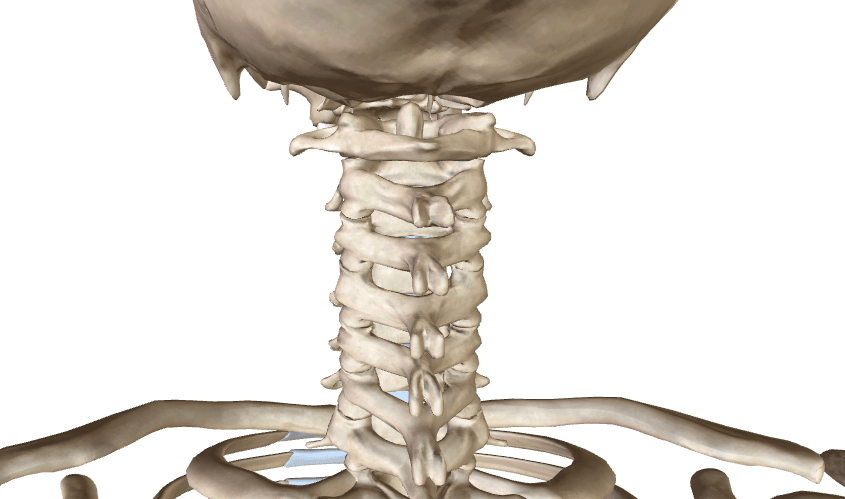 Vertebre e mal di testa da cervicale