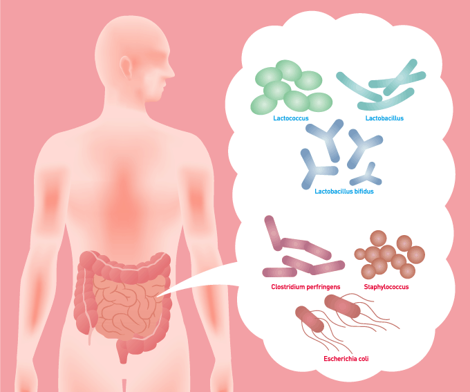 Intestino e mal di testa