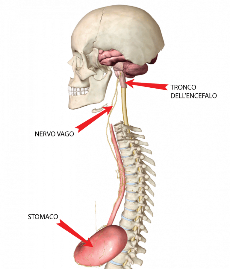 Cervicale e stomaco