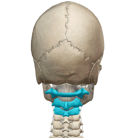 Sintomi prime vertebre cervicali