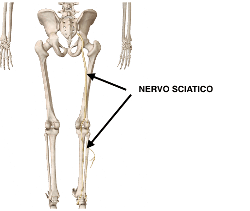 Nervo sciatico