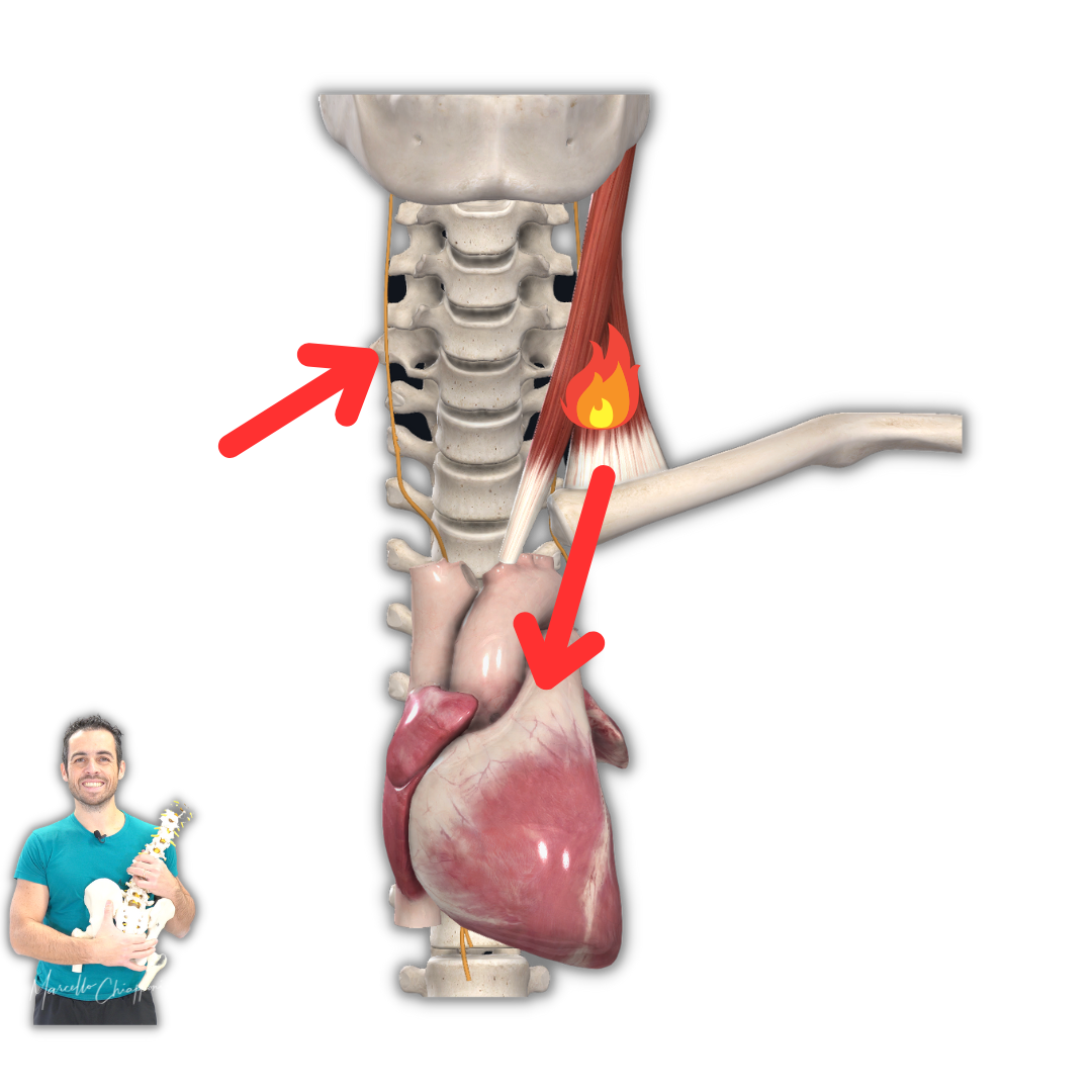 Cervicale e sintomi neurologici