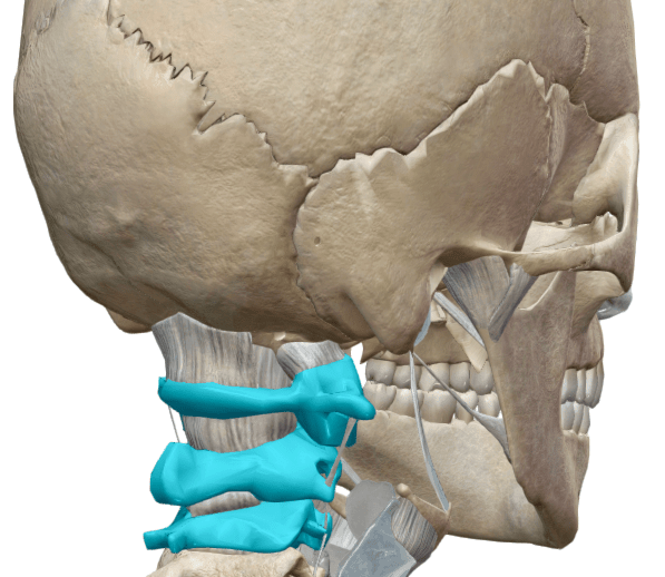 Dolore alla nuca e prime vertebre cervicali