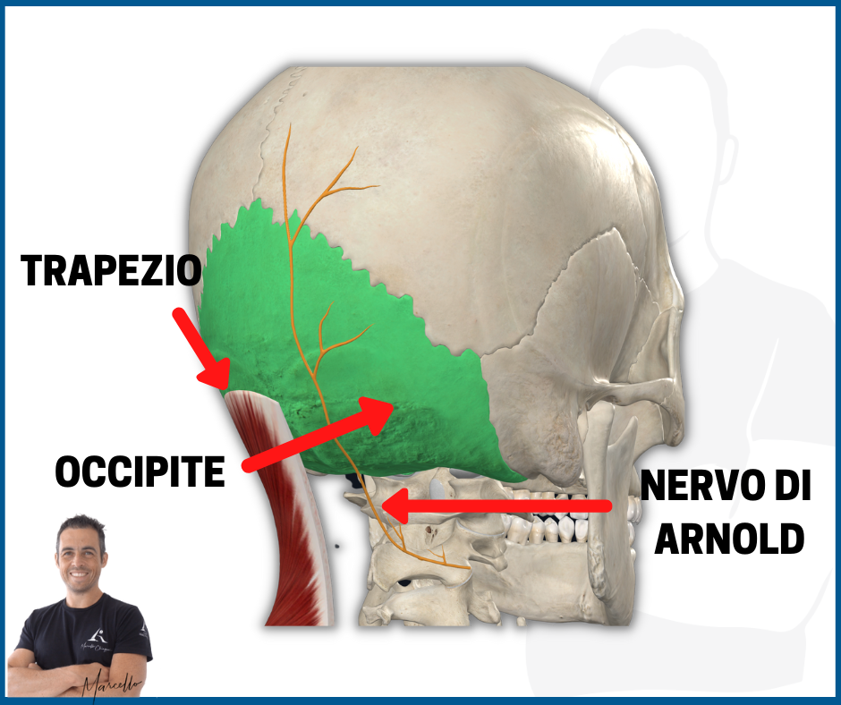 anatomia della nuca