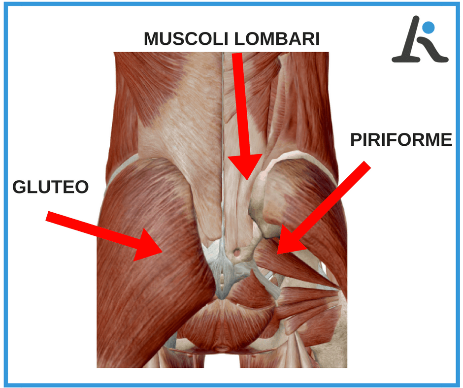 dolore fondo schiena: muscoli più coinvolti
