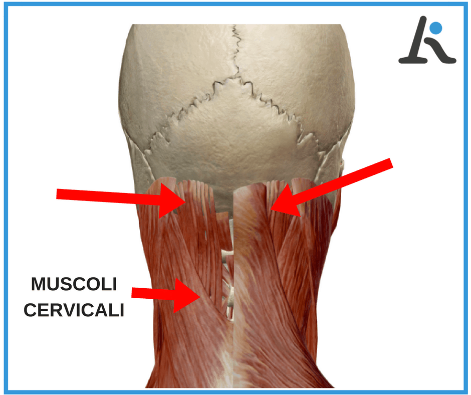 Dolore alla nuca e muscoli cervicali