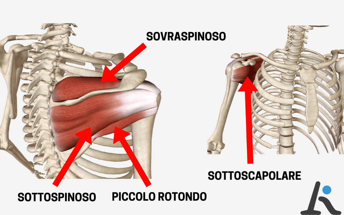 Tendine del sovraspinato