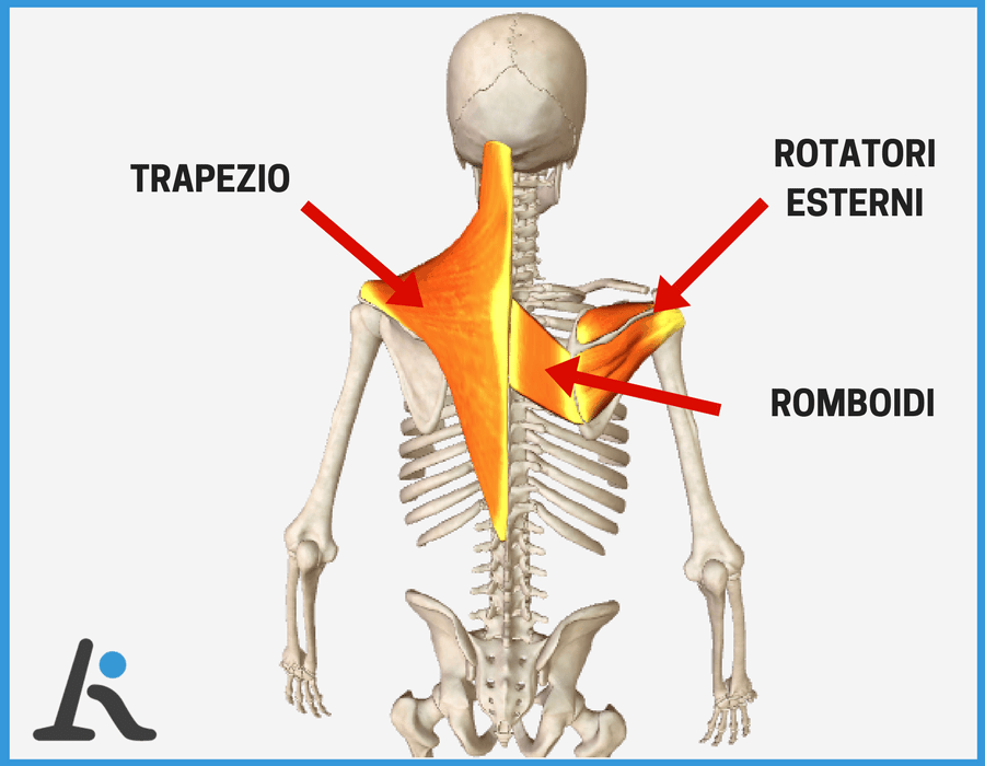 grafico sui muscoli più deboli