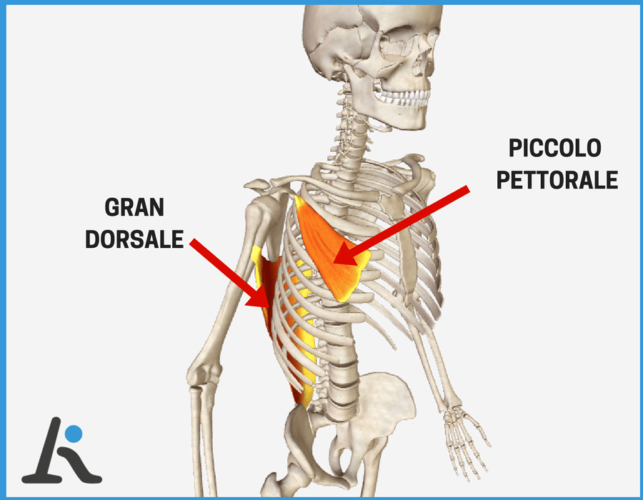 grafico sui muscoli più accorciati