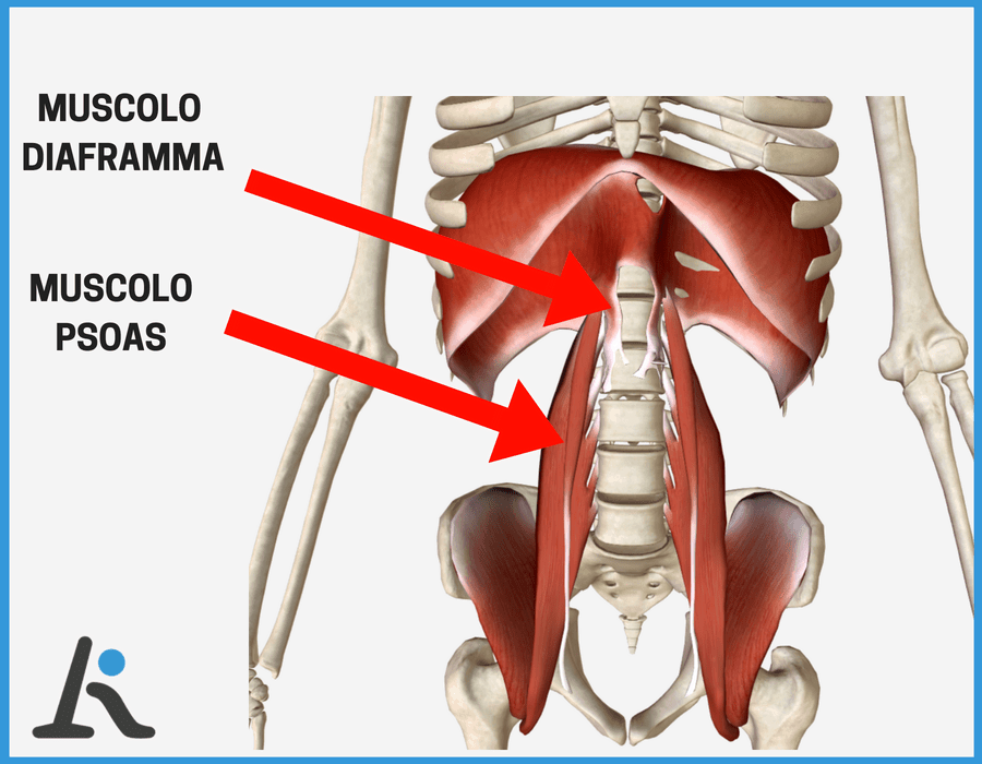 lo psoas