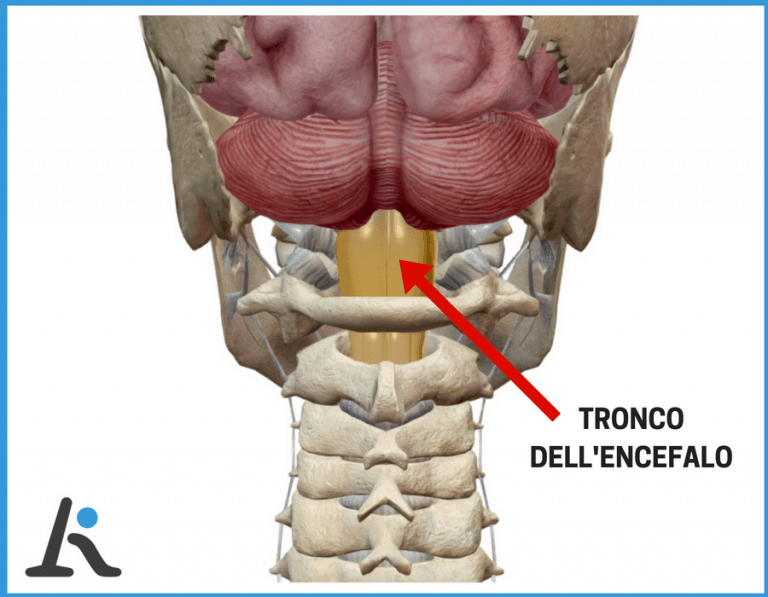 Tronco dell'encefalo e acufeni da cervicale