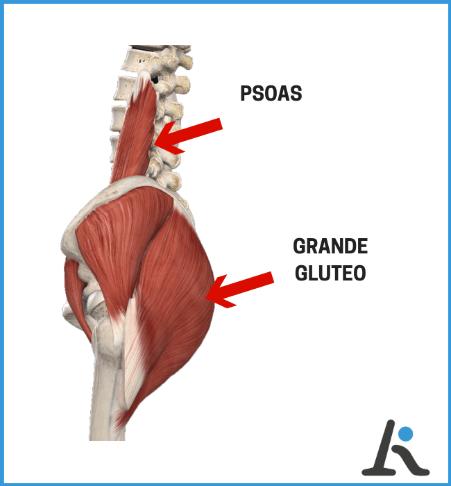 Psoas e glutei