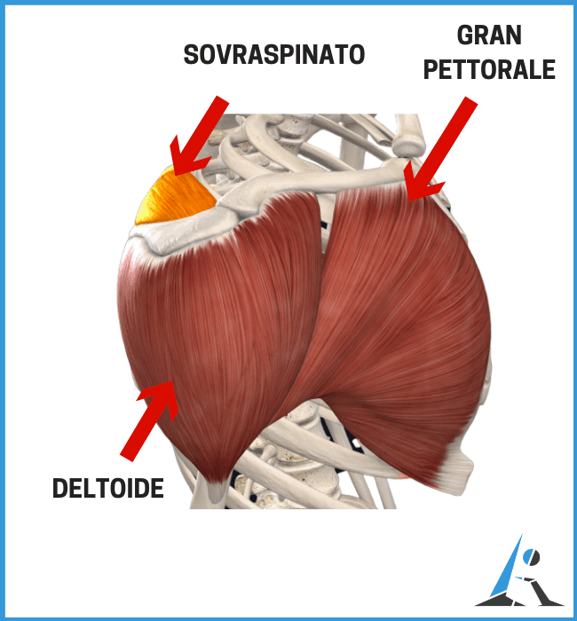 Infiammazione O Lesione Del Sovraspinato Cosa Fare Esercizi Molto Efficaci L Altra Riabilitazione