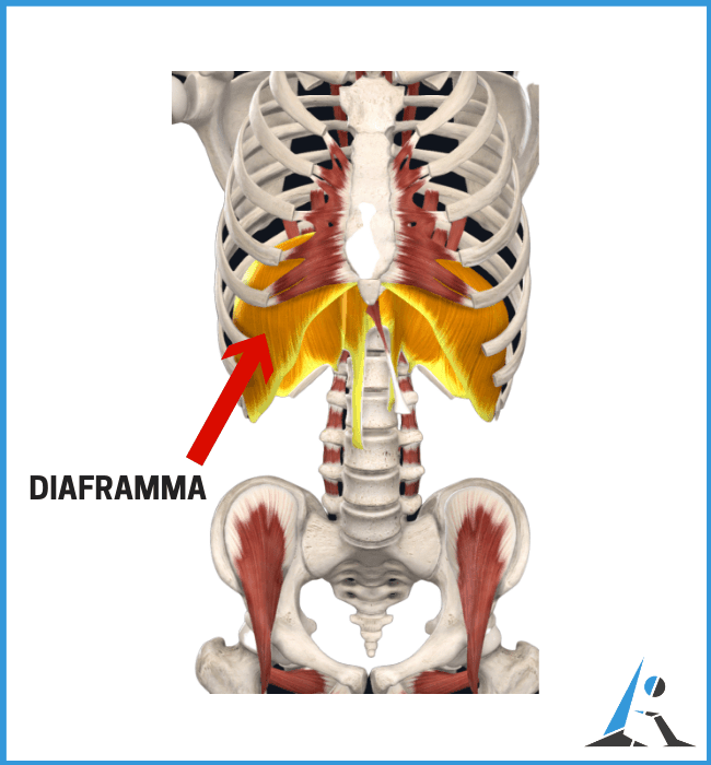 inserzioni del diaframma