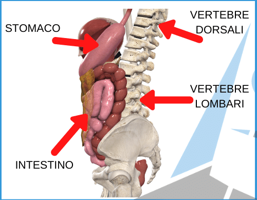 Alimentazione, mal di schiena e cervicale: cibi da evitare