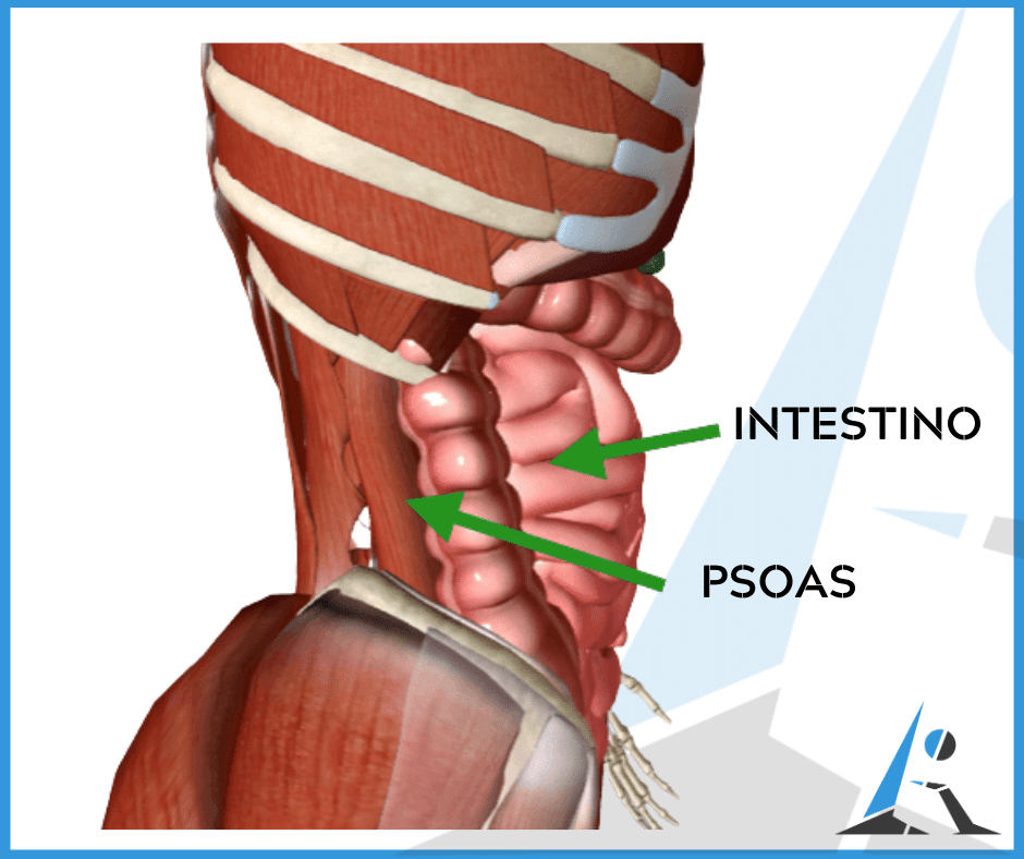 psoas è defecazione