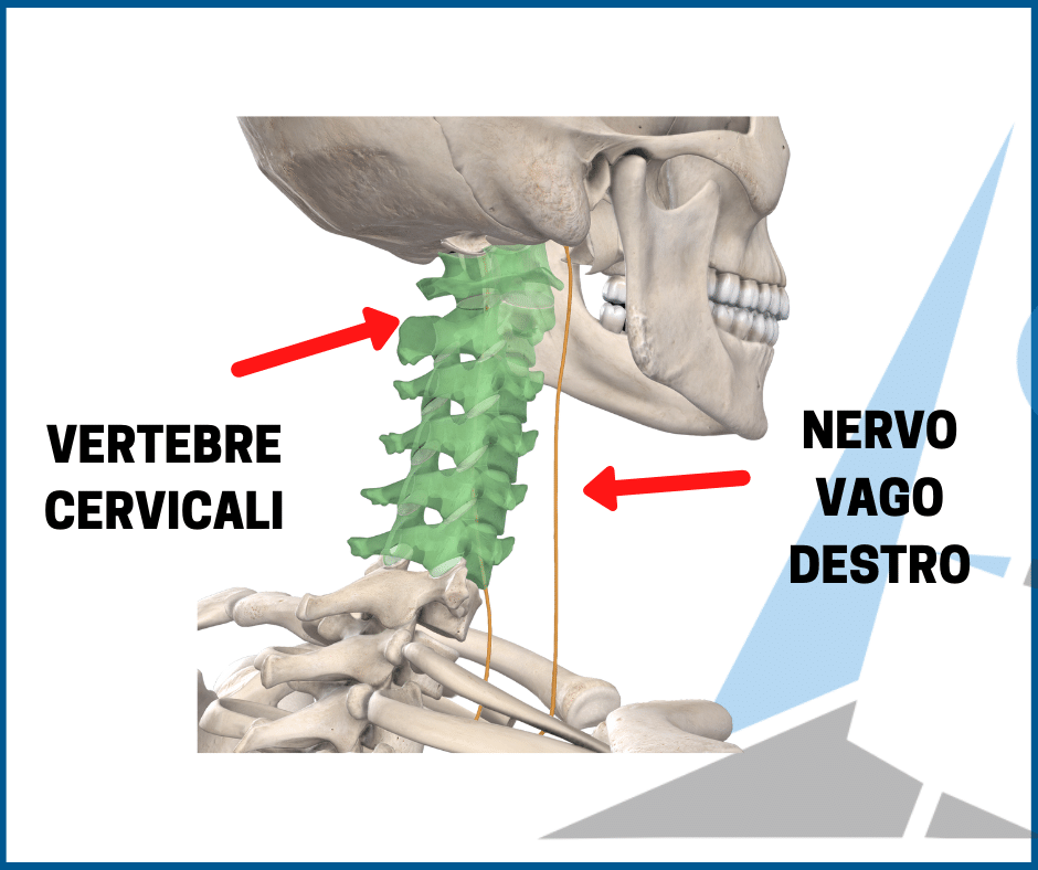 nervo vago e cervicale