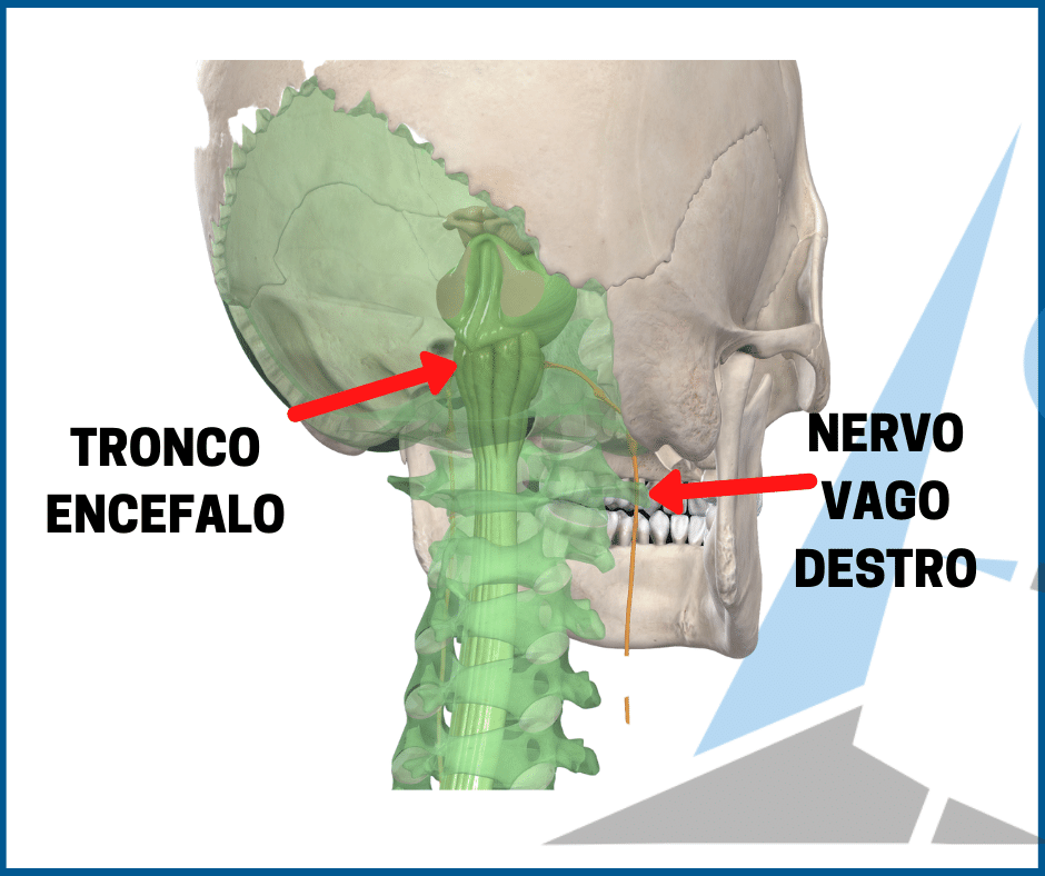 nervo vago e cervicale