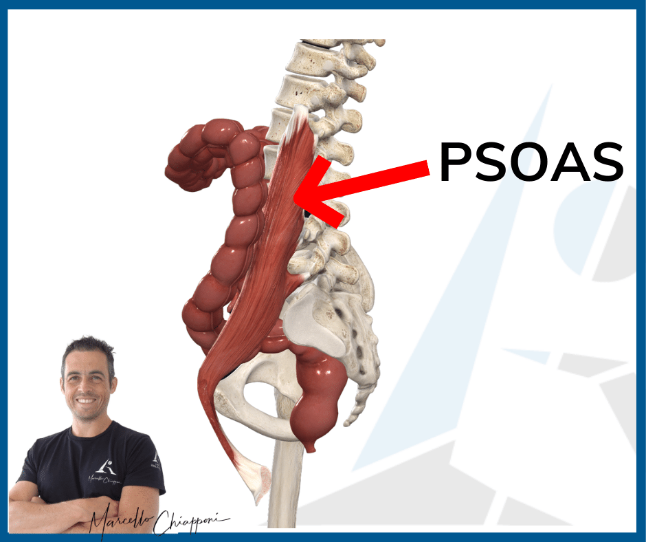 aderenze addominali e postura