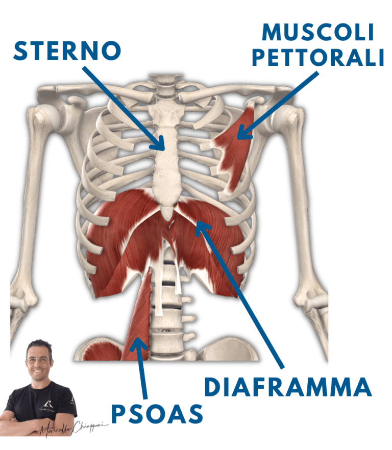 Dolore Allo Sterno Ecco La Vera Causa esercizi Per Risolverlo L dolore-allo-sterno-ecco-la-vera-causa-esercizi-per-risolverlo-l