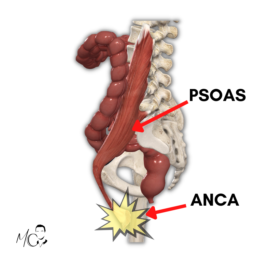 Anca e psoas