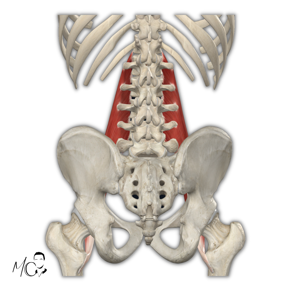 Bacino e psoas