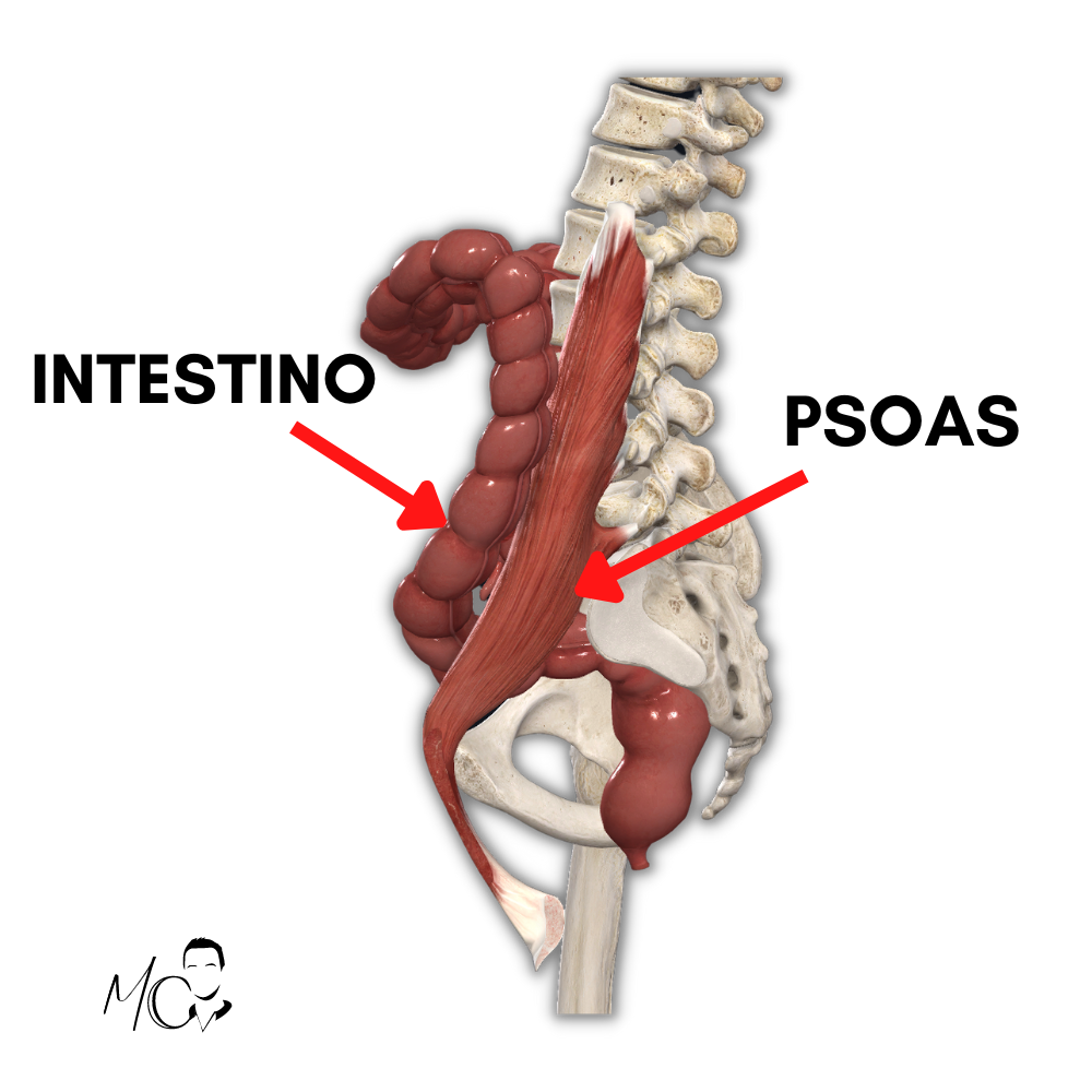 Intestino e psoas