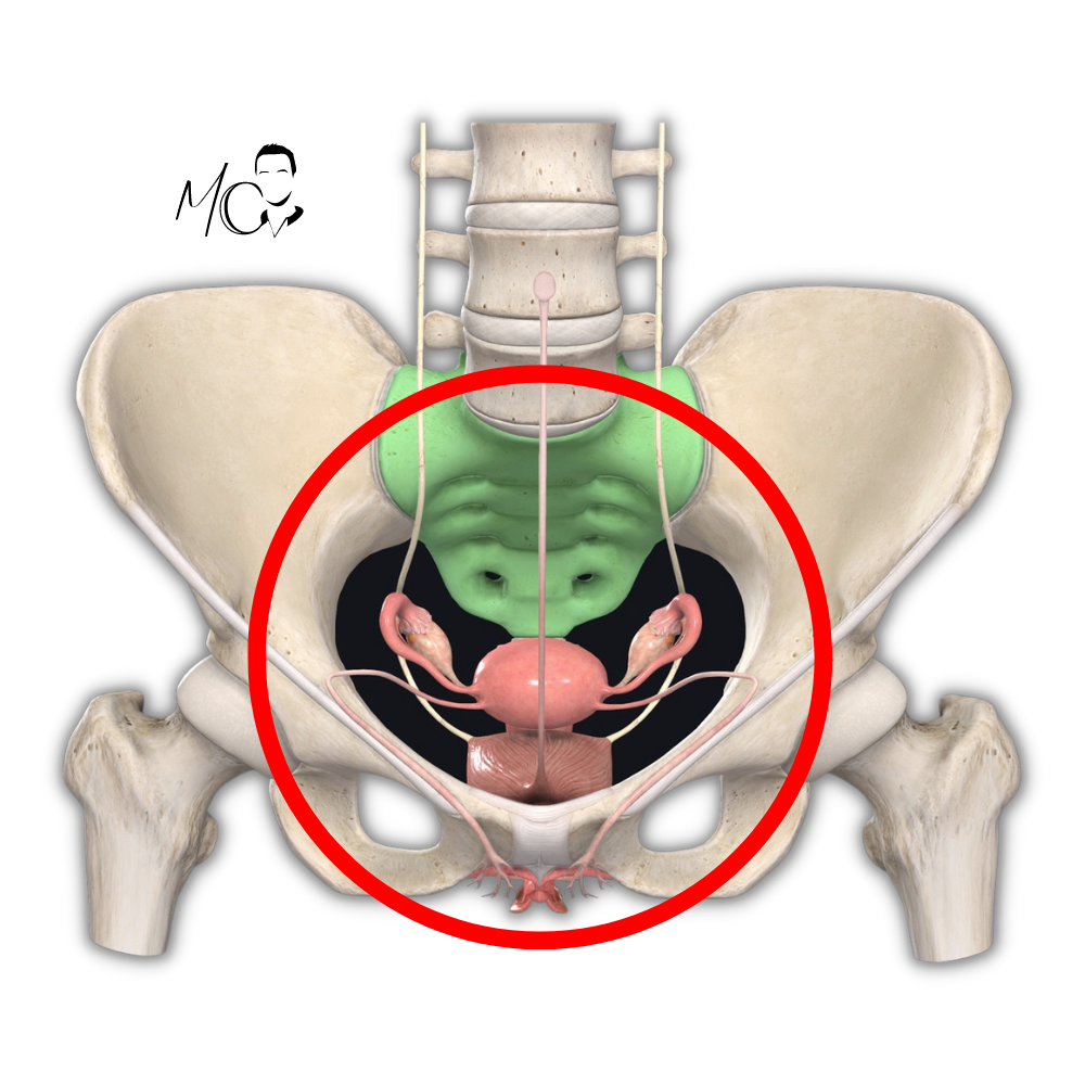 psoas e problemi uro-genitali femminili