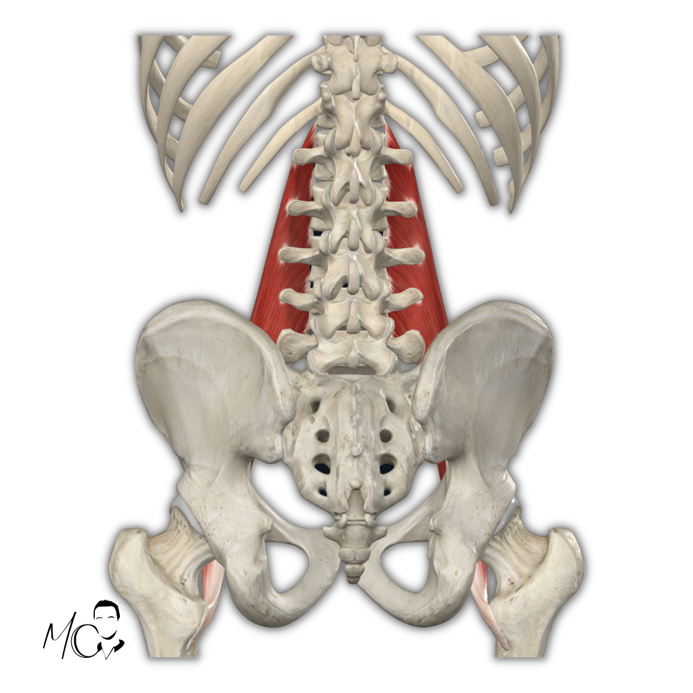 psoas e postura