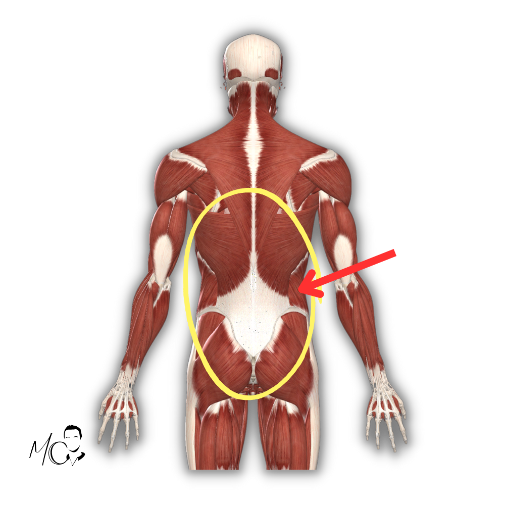 Fascia toraco lombare