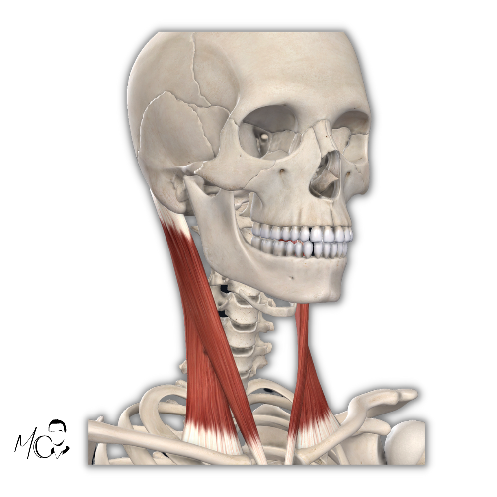 anatomia sternocleidomastoideo