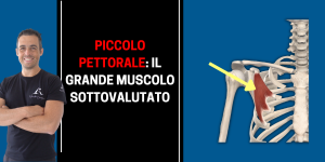 piccolo pettorale