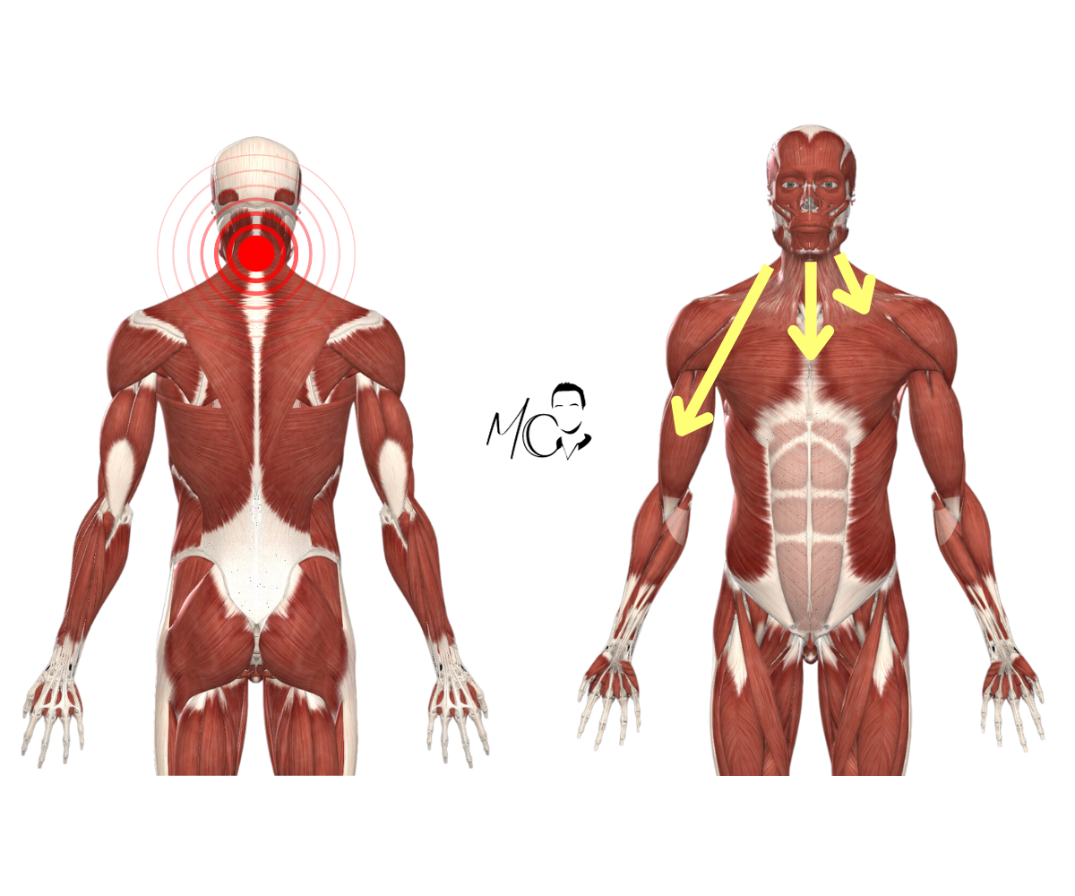 Perché la cervicale può creare problemi a clavicola, petto e torace