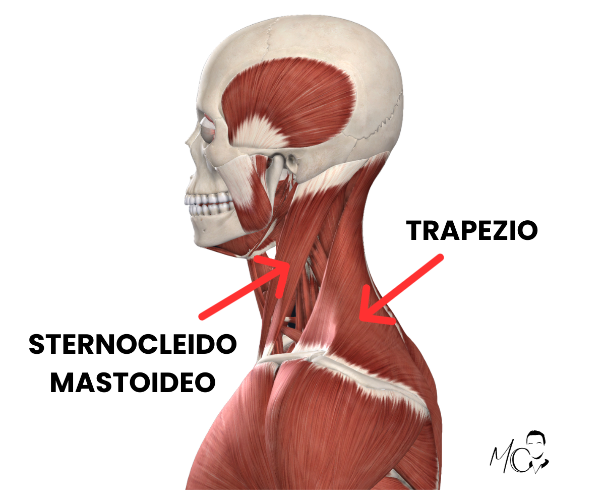 Sternocleidomastoideo e trapezio