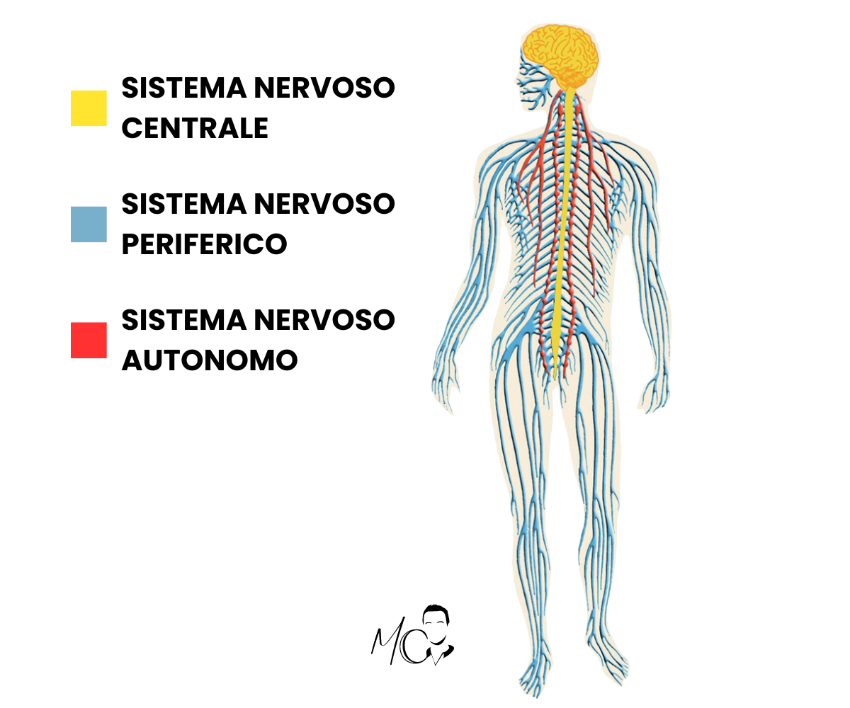 Sistema nervoso autonomo parasimpatico