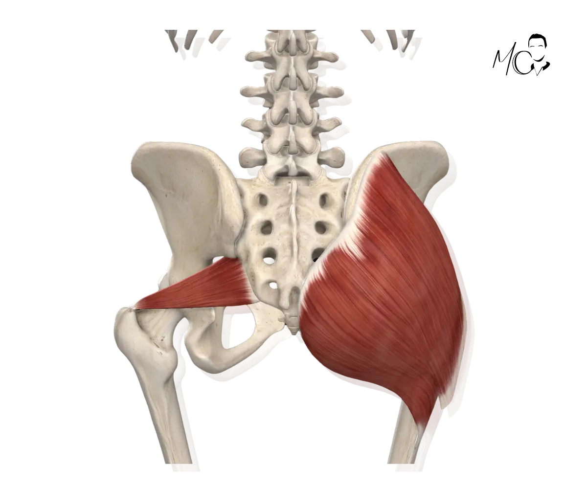 Glutei